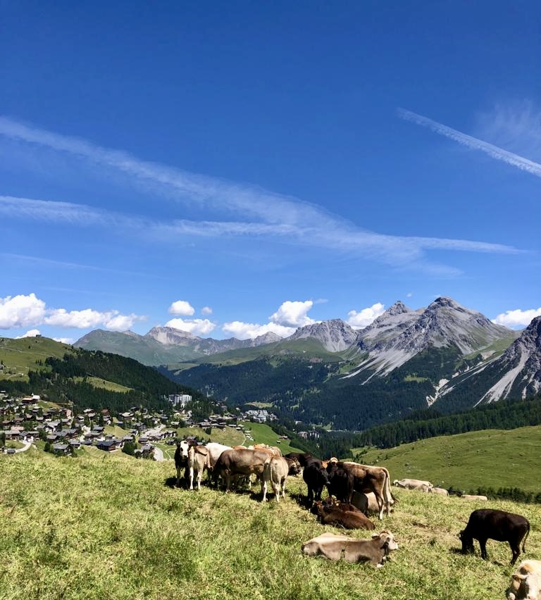 Kühe auf einer Weide in Arosa